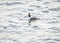 Great crested grebe swimming in wavy water