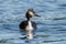 Great crested grebe swims on a lake