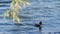 Great-crested grebe swims resting on surface of large river