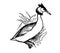 Great Crested Grebe, vintage illustration
