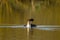 Great crested grebe on the water