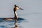 Great crested grebe on the water surface