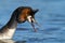 Great Crested Grebe, waterbird (Podiceps cristatus