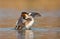 Great Crested Grebe, waterbird (Podiceps cristatus