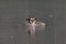 Great crested grebes