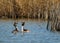 Great Crested Grebes courting