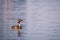 Great crested grebes Podiceps cristatus swimming on a lake