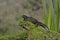 Great-crested newt, Triturus cristatus,