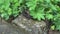 Great Crested Newt (Triturus cristatus) on wet stone