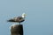 Great Crested Tern