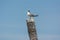 A Great Crested Tern