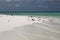 Great crested terns on Motu Tabu Islet