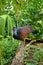 Great Curassow