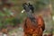 Great Curassow