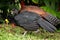 Great Curassow