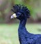 Great Curassow with black feathers and curly head feathers, faces left