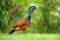 Great Curassow, Crax rubra, big black bird with yellow bill in the nature habitat, Costa Rica. Wildlife scene from tropic forest.