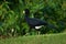 Great Curassow - Crax rubra large, pheasant-like bird from the Neotropical rainforests, from Mexico, through Central America to