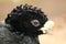 Great curassow detail