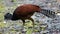Great curassow female big bird like turkey in Costa Rica