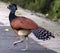 Great curassow female big bird like turkey in Costa Rica