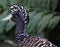 Great curassow female big bird like turkey in Costa Rica