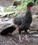 Great curassow female big bird like turkey in Costa Rica