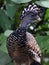 Great curassow female big bird like turkey in Costa Rica