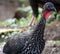 Great curassow female big bird like turkey in Costa Rica