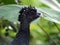 Great curassow female big bird like turkey in Costa Rica