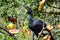 Great curassow, male