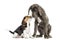 Great Dane and Beagle puppy getting to know,