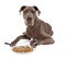 Great Dane Dog Eating Food with Utensils
