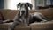 Great Dane dog lying on a sofa at home and looking at something.