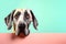 Great Dane dog puppy peeking over pastel bright background. advertisement