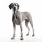 Great Dane dog on white background