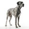 Great Dane dog on white background