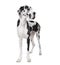 Great Dane in front of a white background