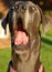 Great dane funny face 2