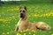 Great Dane or German Mastiff laying in Dandelion`s Flowers, Old Standard Breed with Cut Ears