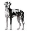 Great Dane Harlequin, 4 years old, standing