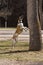 Great Dane Jumping for Squirrels