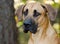 Great Dane Mastiff dog