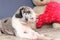Great Dane merle mantle puppy with toys