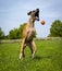 Great Dane, mouth agape, trying to catch orange ball in mid air