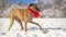 Great Dane playing in the snow wearing a red scarf