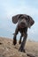 Great Dane puppy on the beach