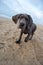 Great Dane puppy on the beach