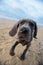 Great Dane puppy on the beach