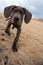 Great Dane puppy on the beach